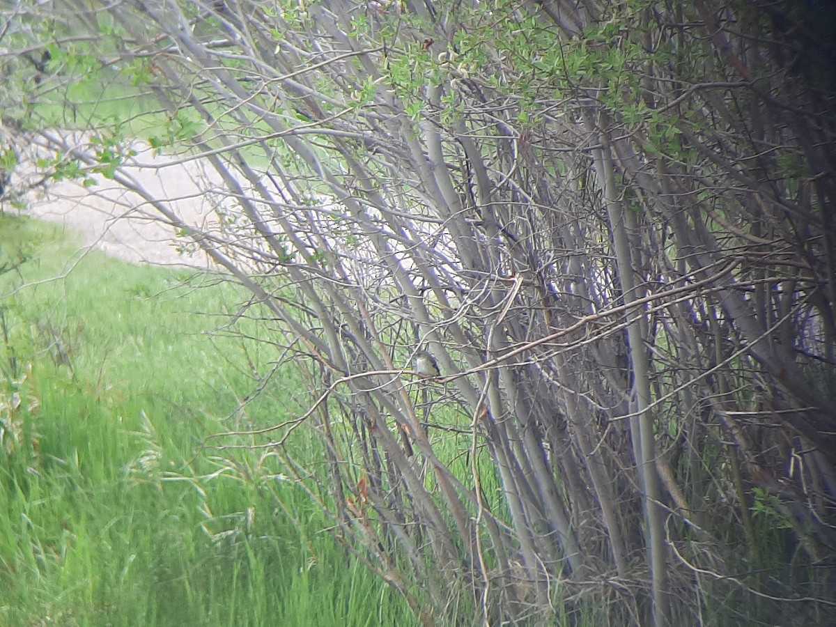 Willow Flycatcher - ML457507271