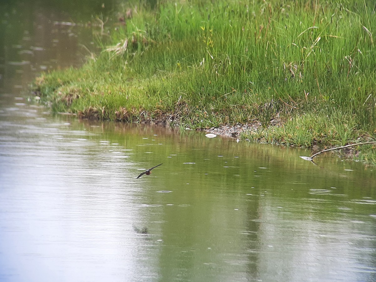 Barn Swallow - ML457507811