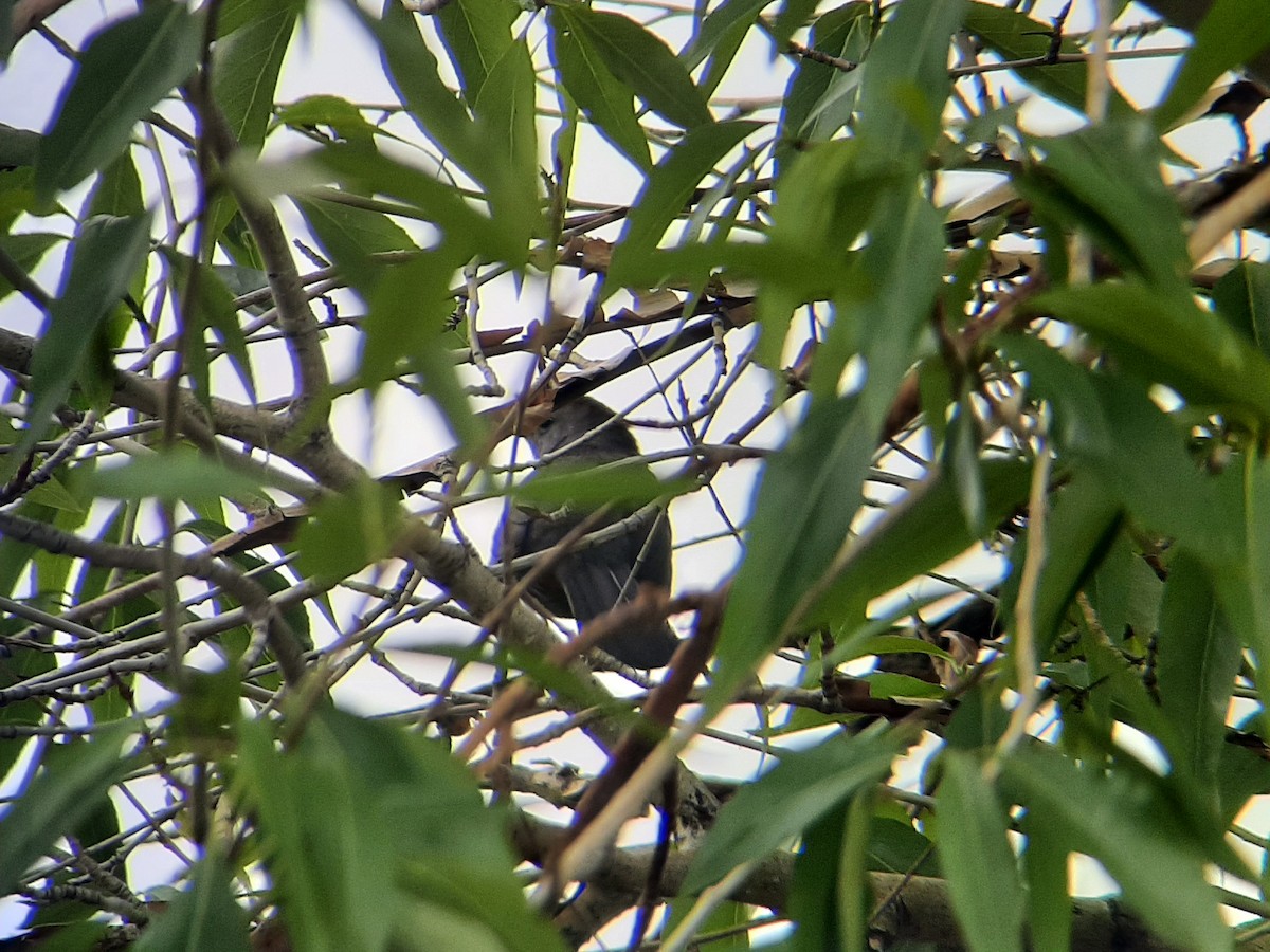 Gray Catbird - ML457508271