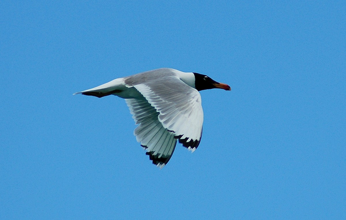 Pallas's Gull - Nigel Voaden