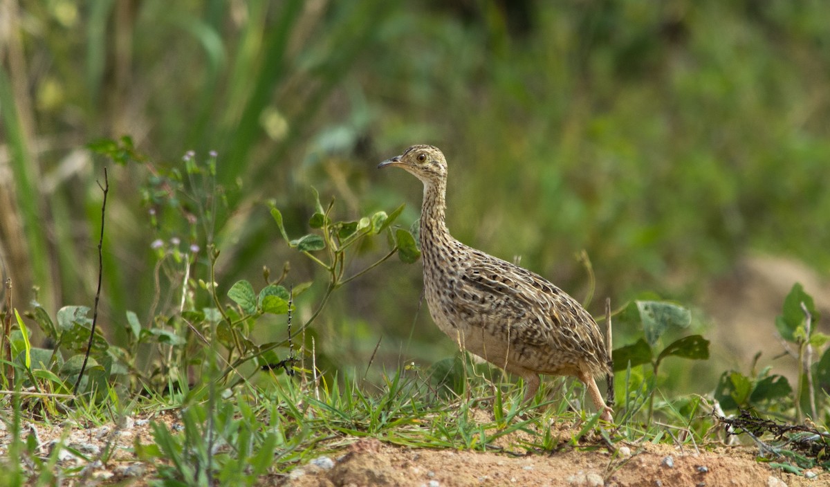 Tinamou tacheté - ML457509681