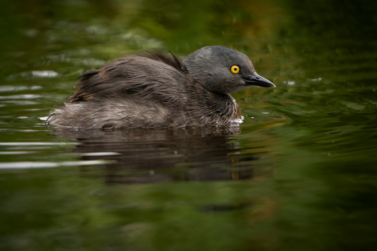 Least Grebe - ML457510941