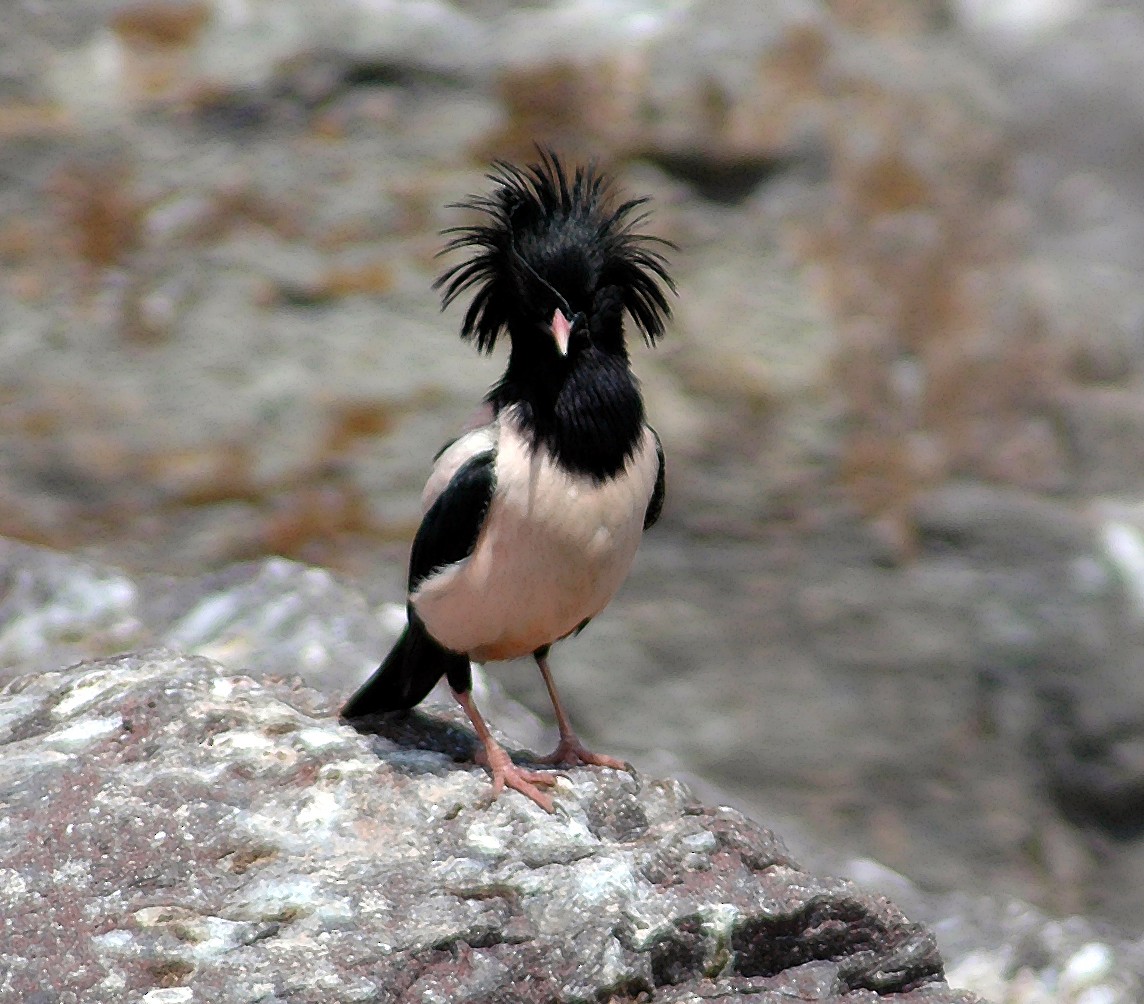 Rosy Starling - Nigel Voaden