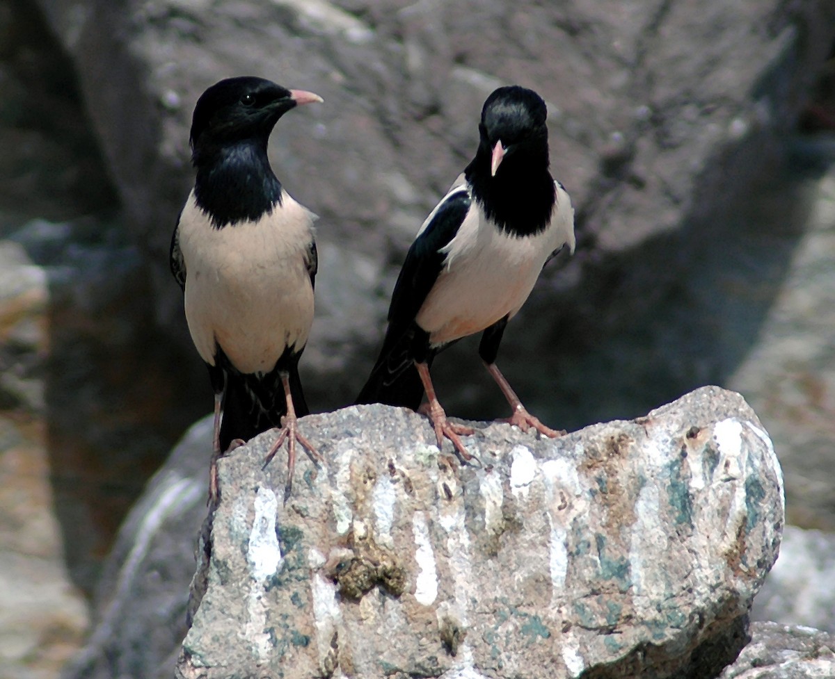 Rosy Starling - Nigel Voaden