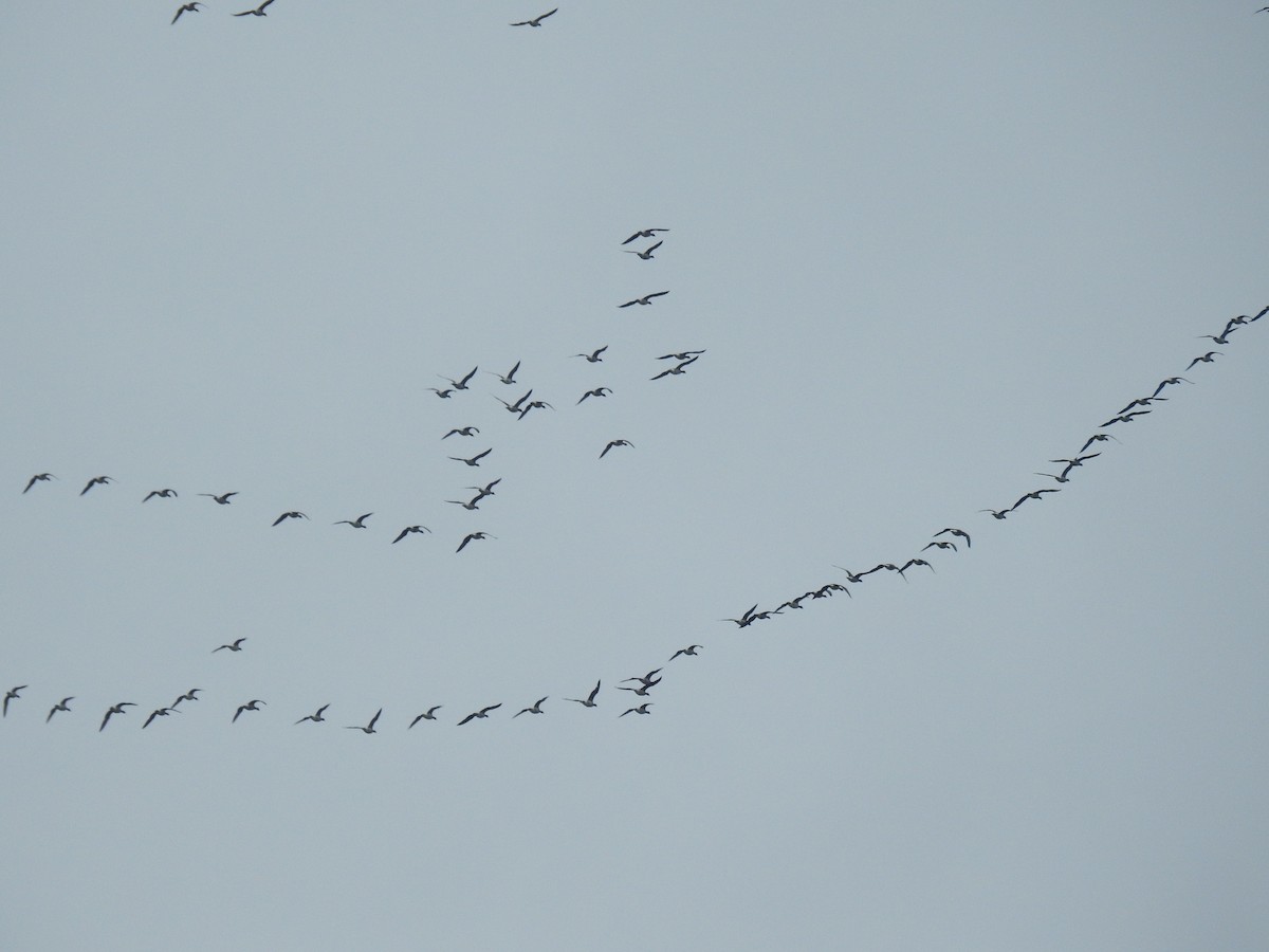 Brant (Atlantic) - ML457512761