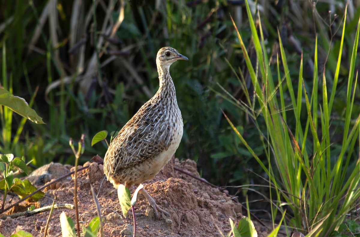 Tinamú Manchado - ML457513001