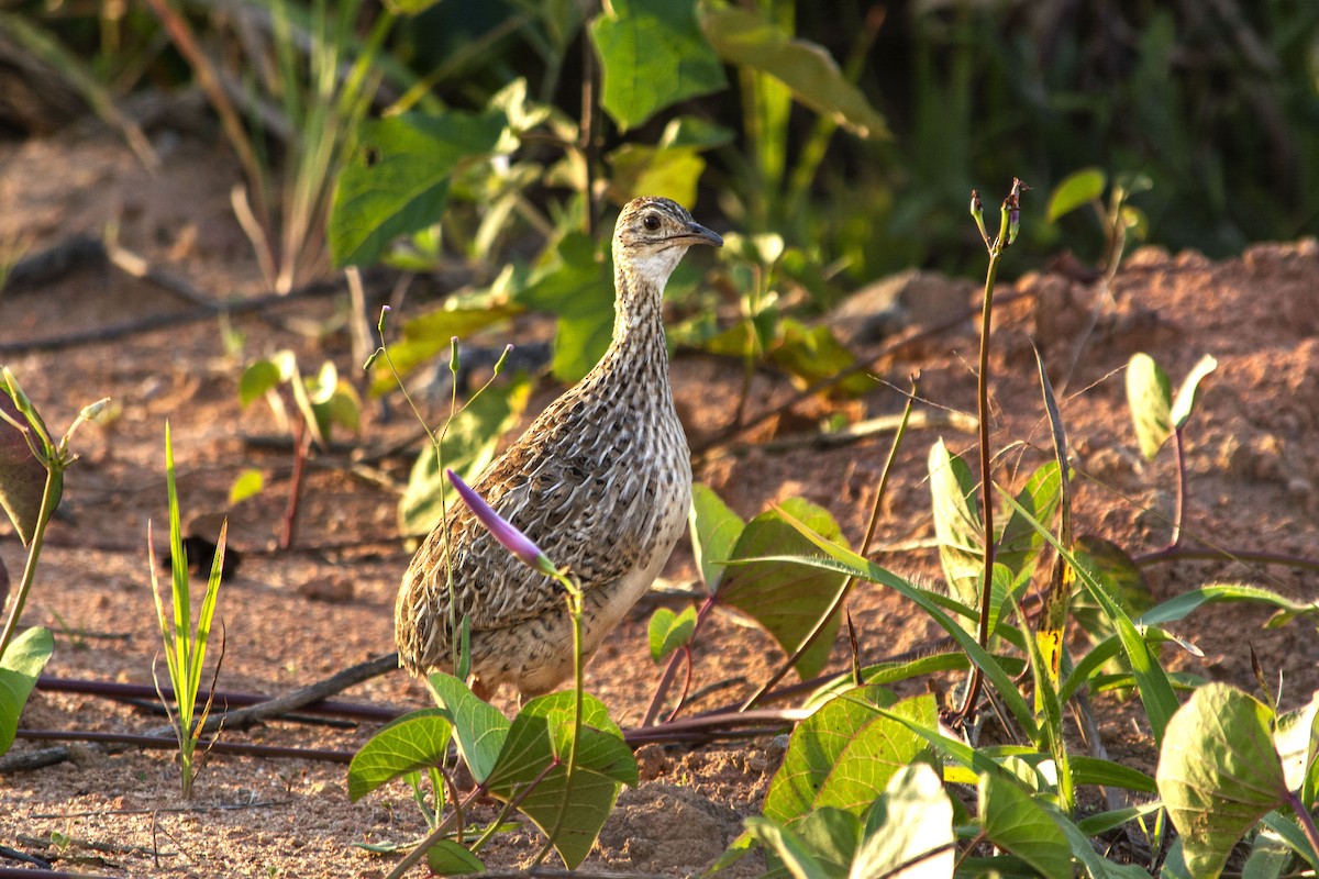 Tinamou tacheté - ML457513011