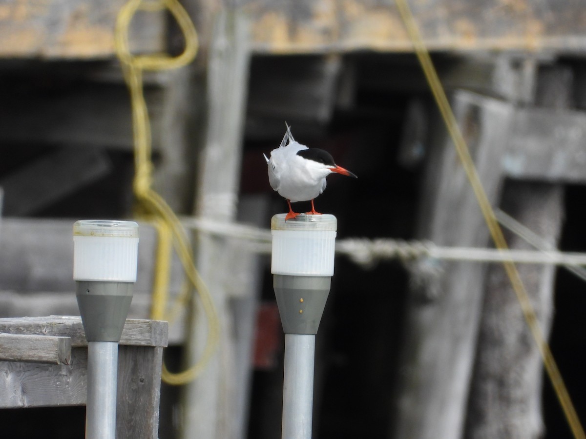 Common Tern - ML457513651