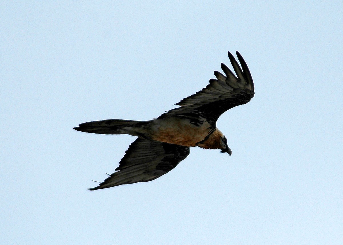 Bearded Vulture - Nigel Voaden