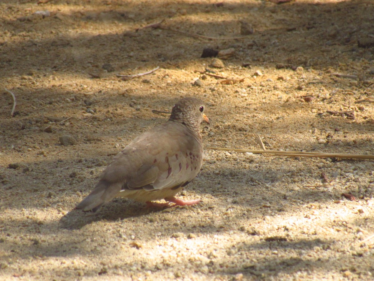 Common Ground Dove - karen pinckard