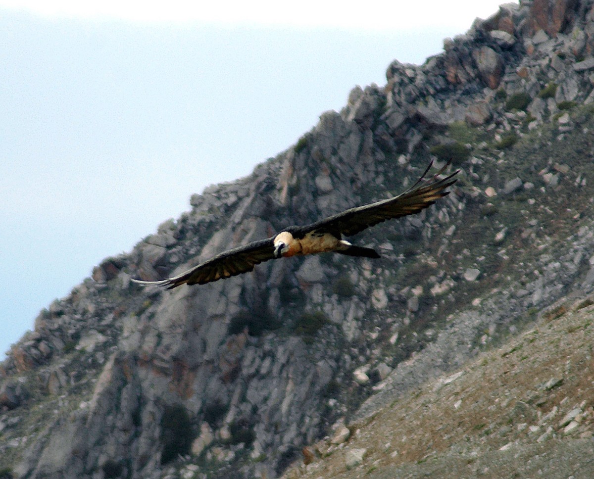 Bearded Vulture - Nigel Voaden