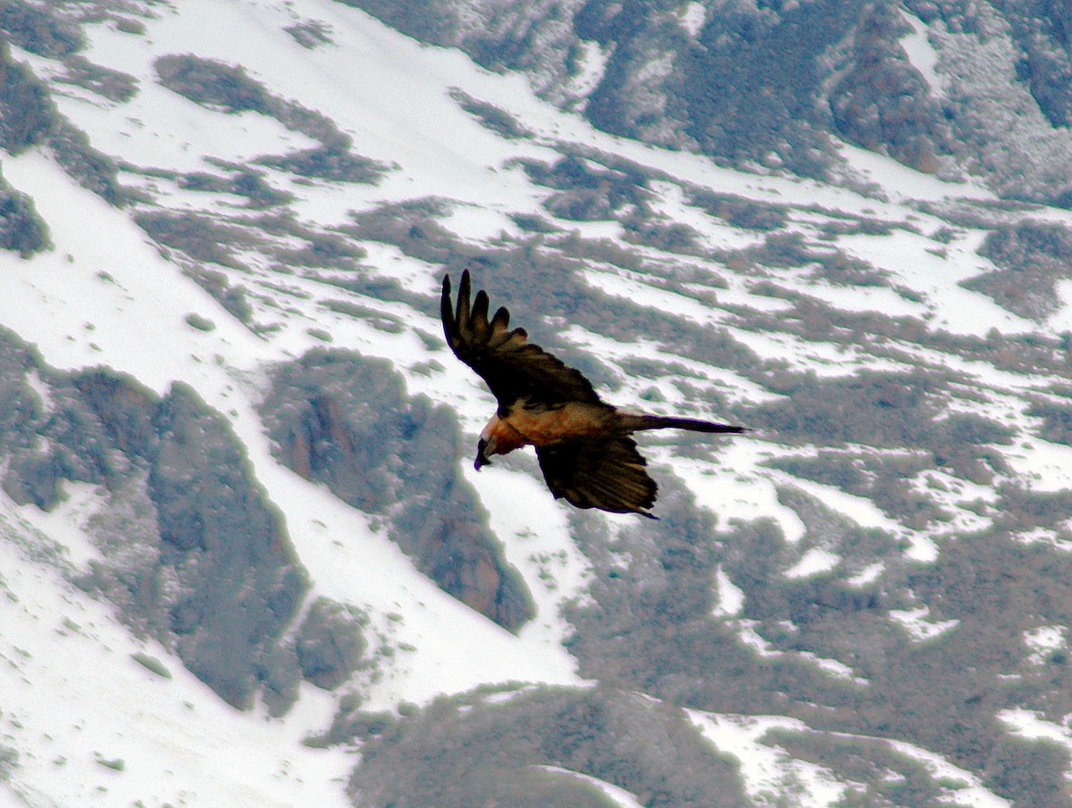 Bearded Vulture - Nigel Voaden