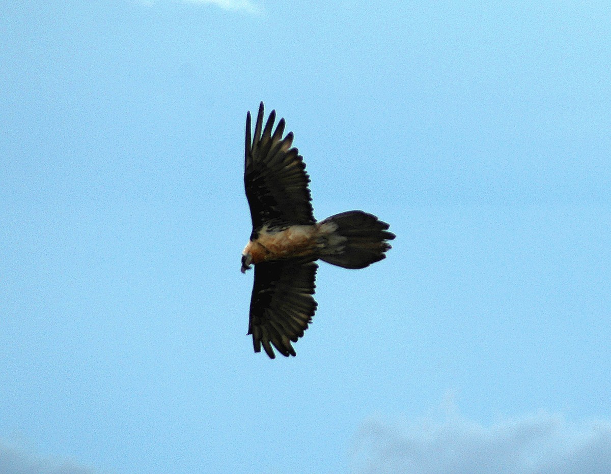 Bearded Vulture - ML45751441