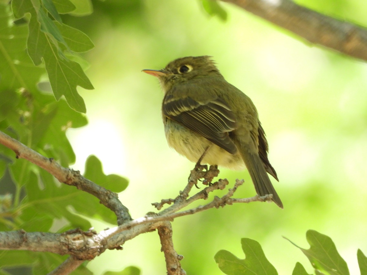 Western Flycatcher (Cordilleran) - ML457514561