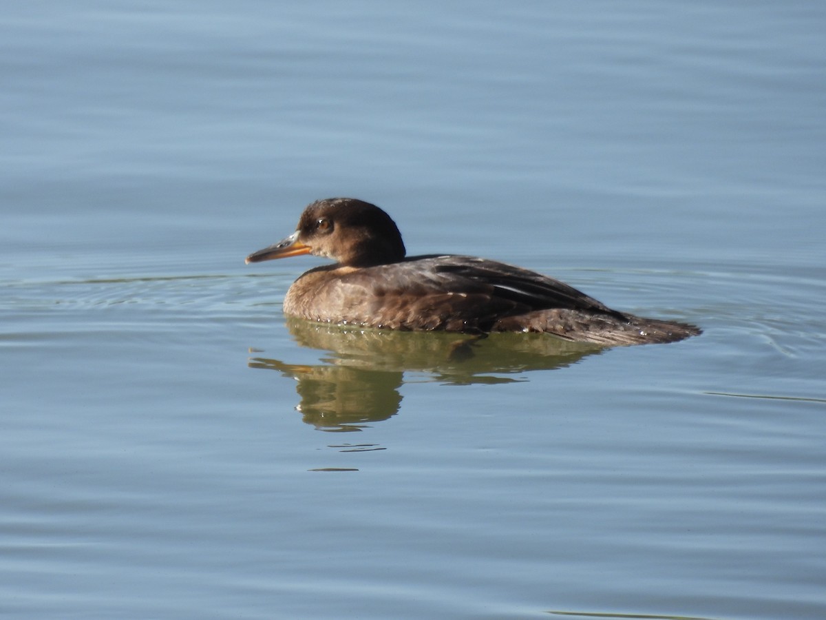 Hooded Merganser - ML457515121