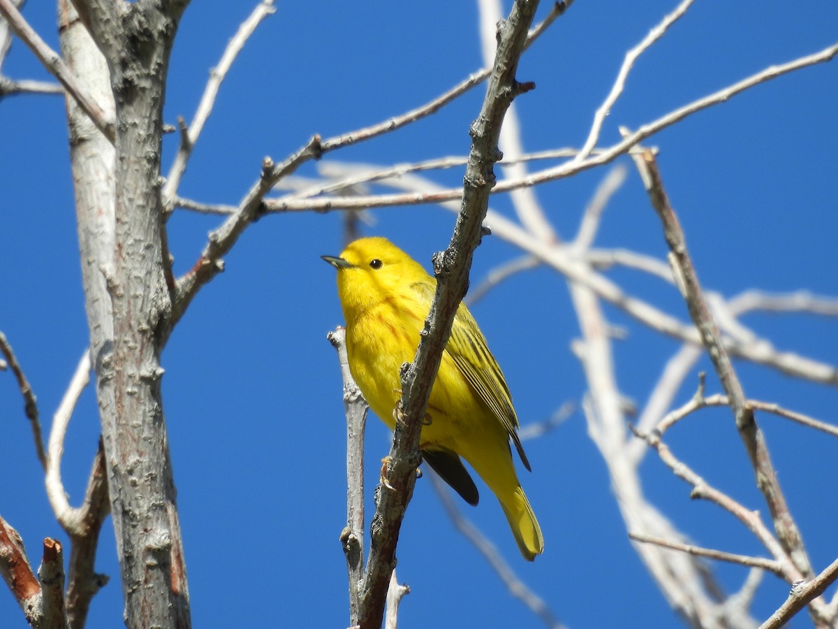 Yellow Warbler (Northern) - ML457515381
