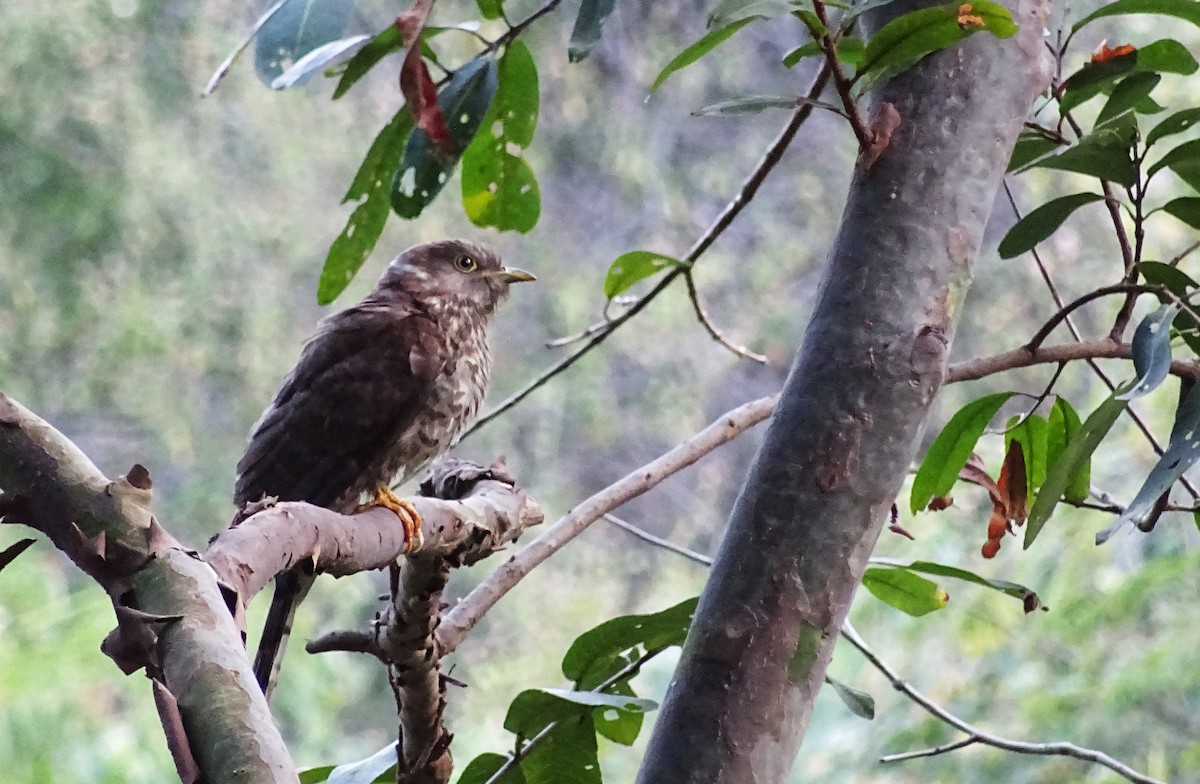 kukačka jestřábí - ML45751581