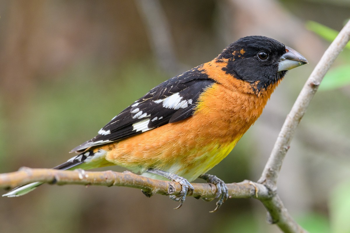 Black-headed Grosbeak - ML457516631