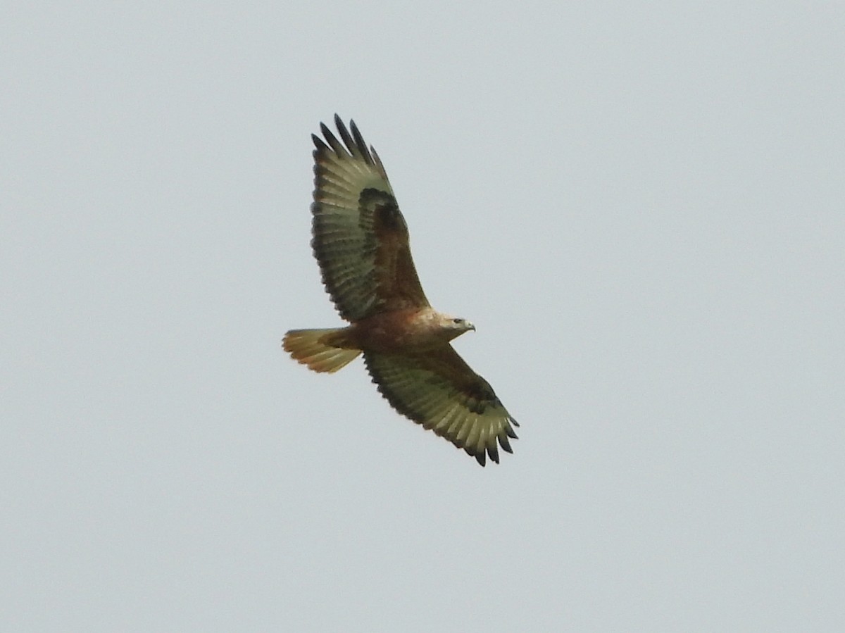 Long-legged Buzzard - ML457517481