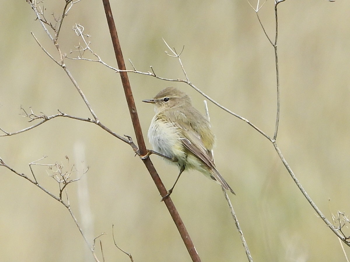 Common Chiffchaff - ML457517531