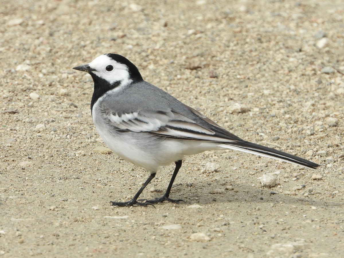 White Wagtail (White-faced) - ML457517571