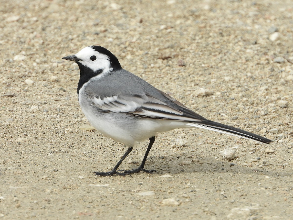 konipas bílý (ssp. alba/dukhunensis) - ML457517571