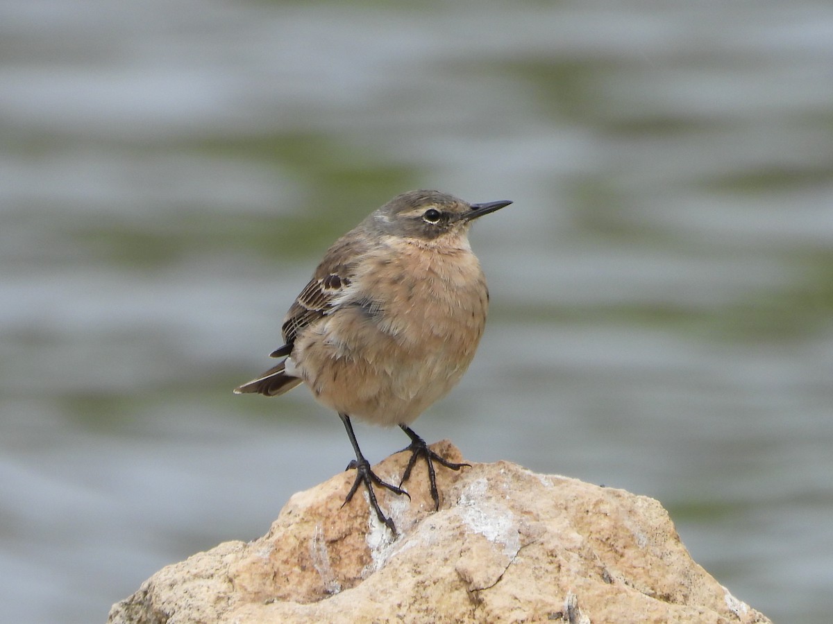 Water Pipit (Caucasian) - ML457517591