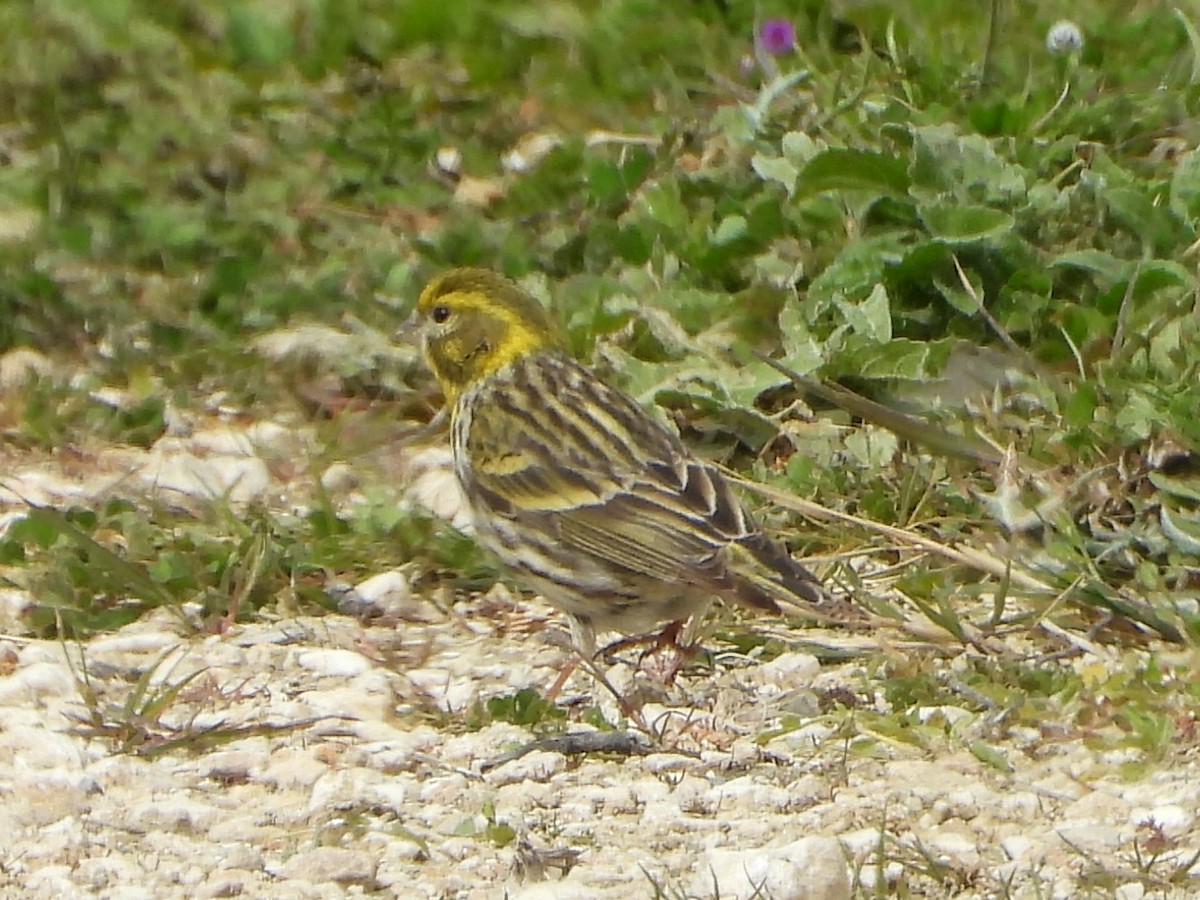 European Serin - ML457517611