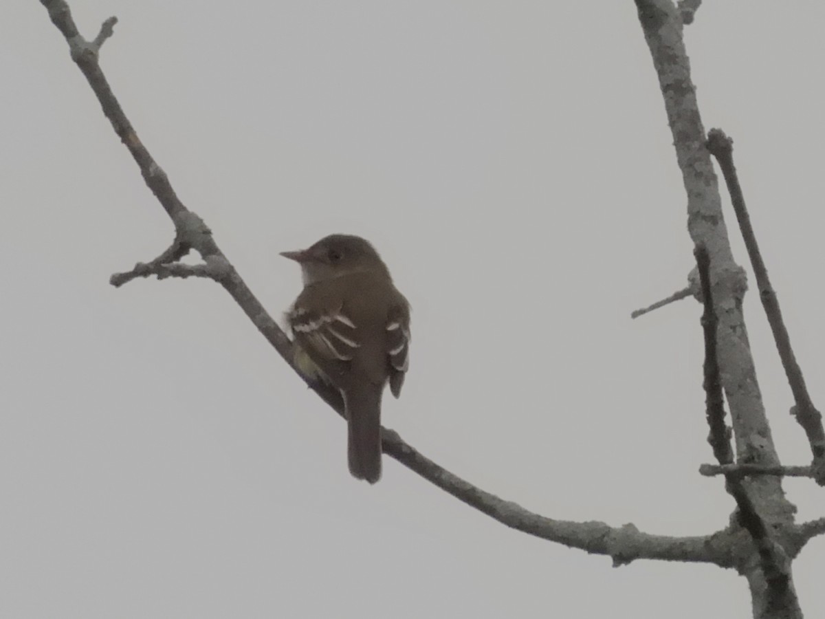 Alder Flycatcher - ML457518791
