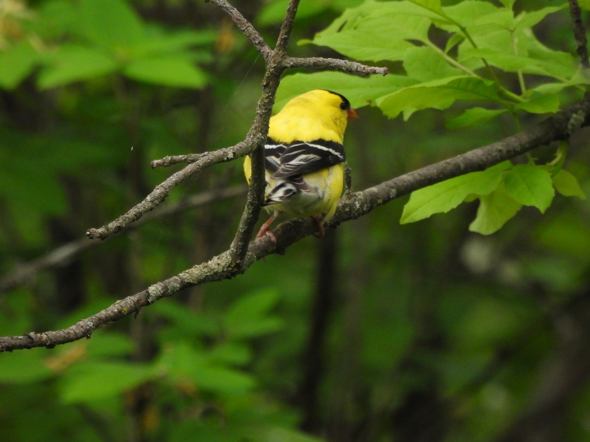 American Goldfinch - ML457518991