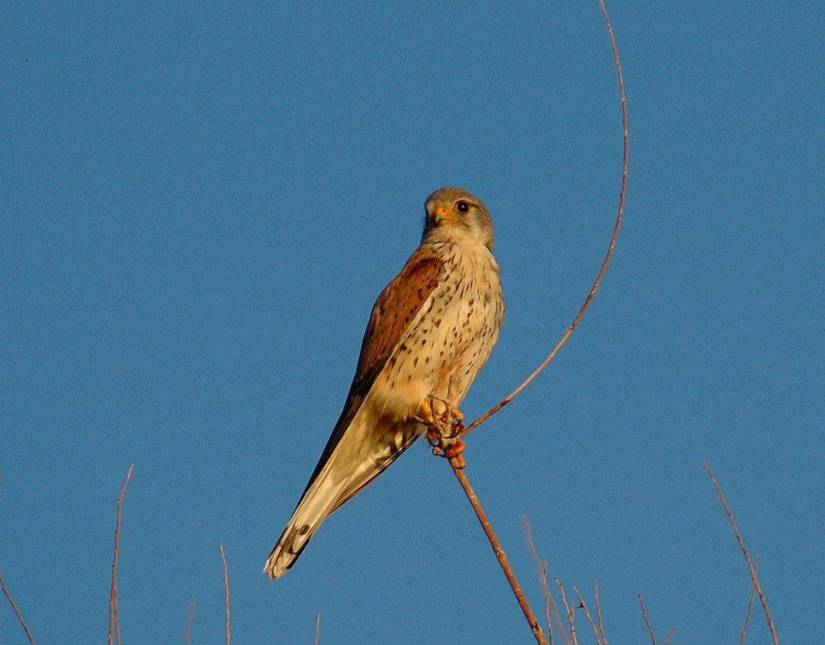 Eurasian Kestrel - ML45752031