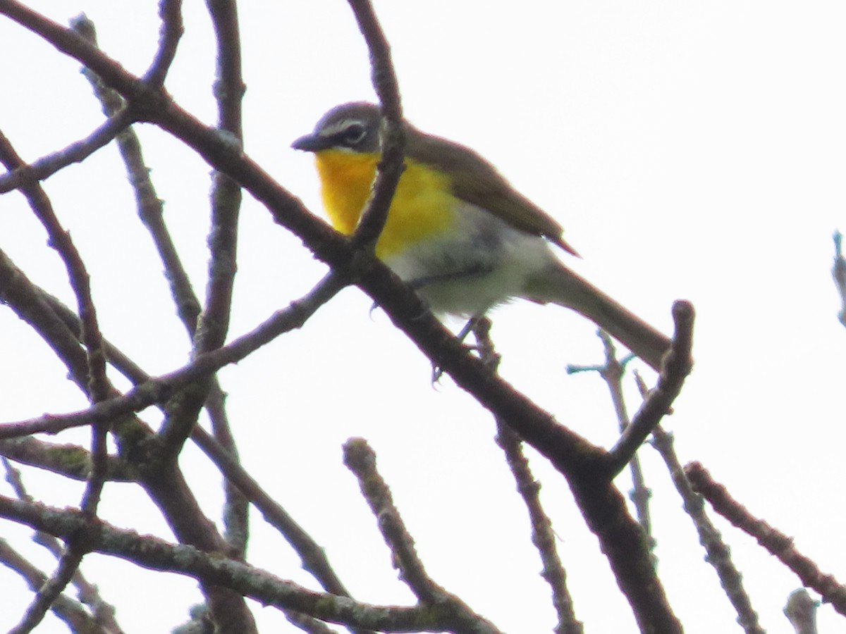 Yellow-breasted Chat - ML457520361
