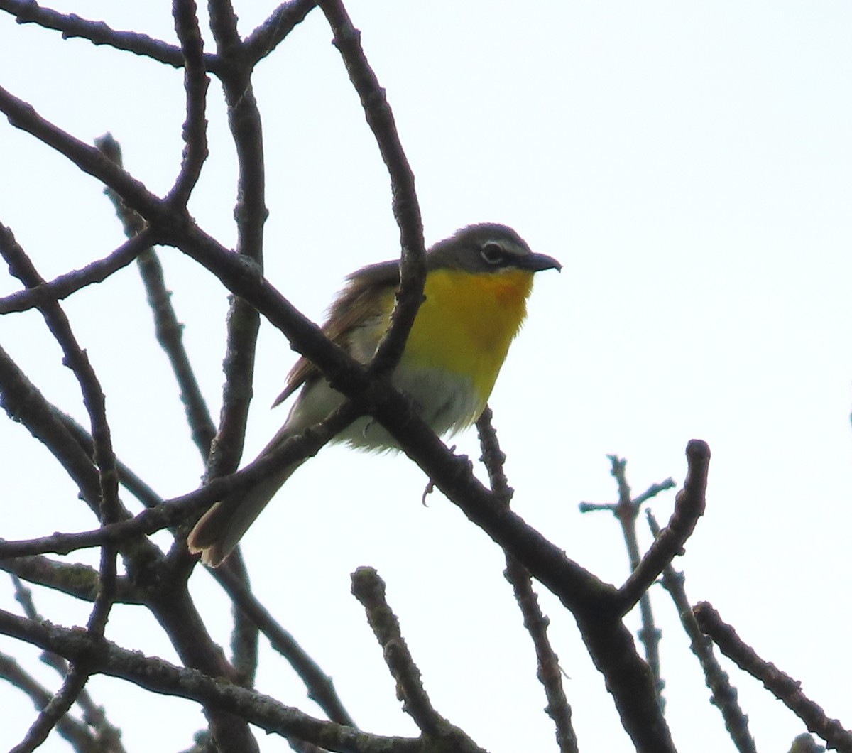 Yellow-breasted Chat - ML457520401