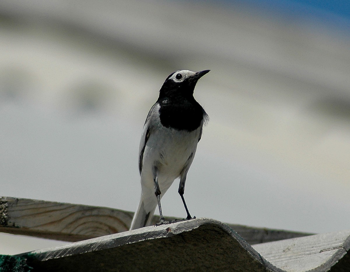 White Wagtail (Masked) - ML45752061