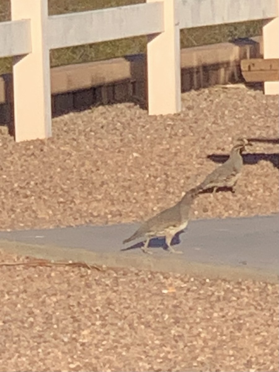 Перепелиця жовтогруда - ML457520661