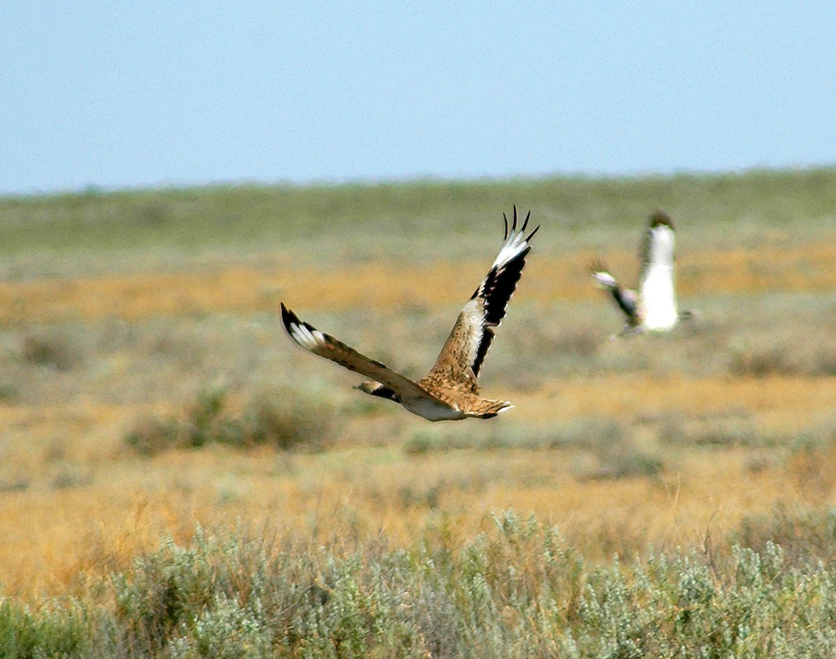 Macqueen's Bustard - ML45752091