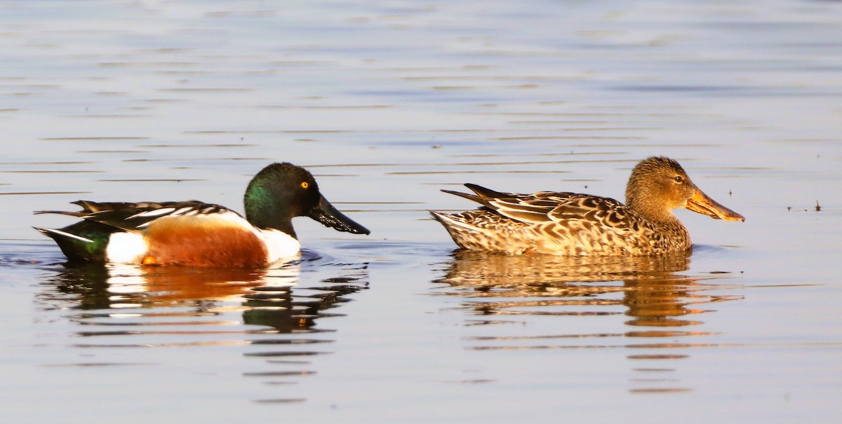 Northern Shoveler - ML457521441