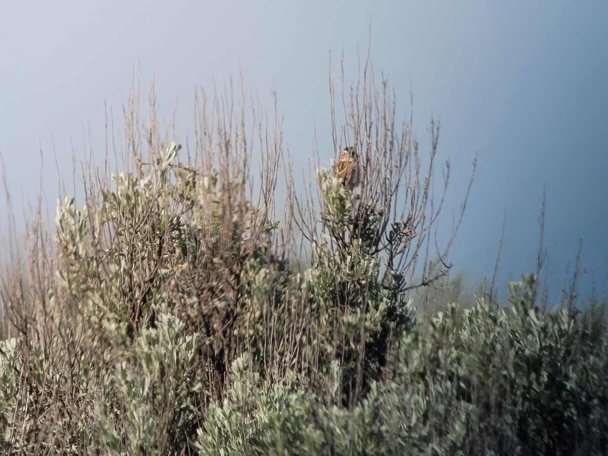 Clay-colored Sparrow - ML457522911