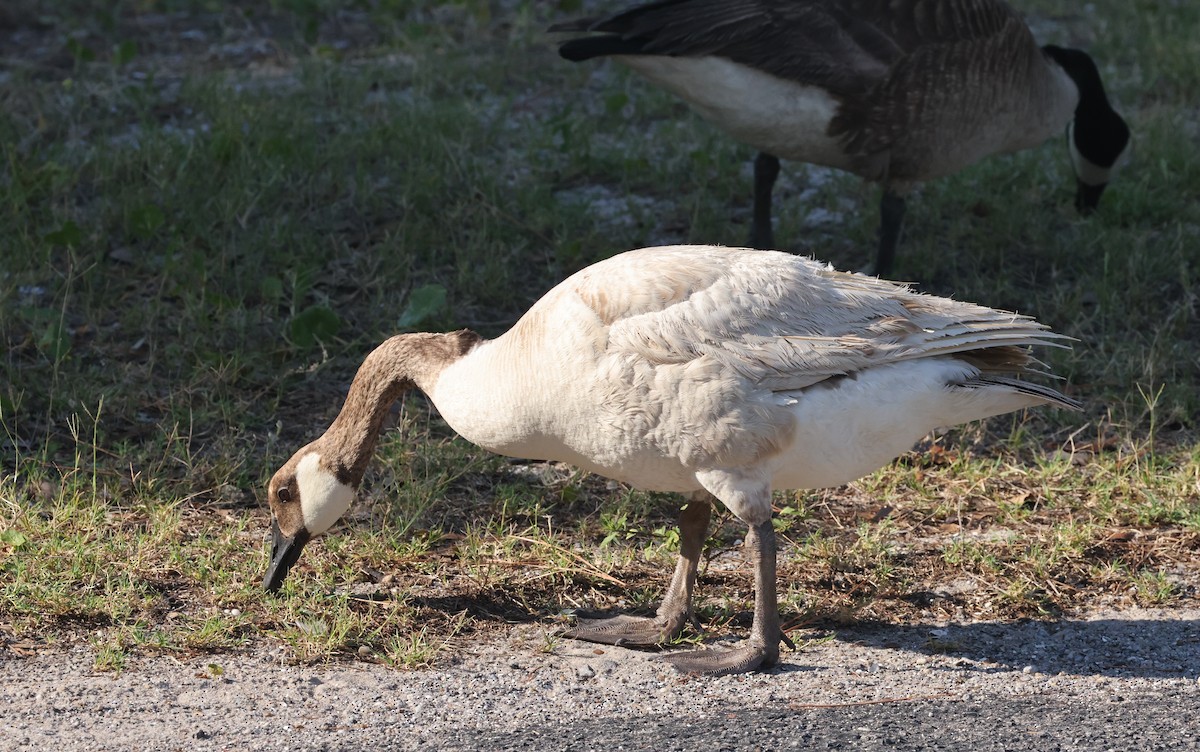 Canada Goose - Bruce  Purdy