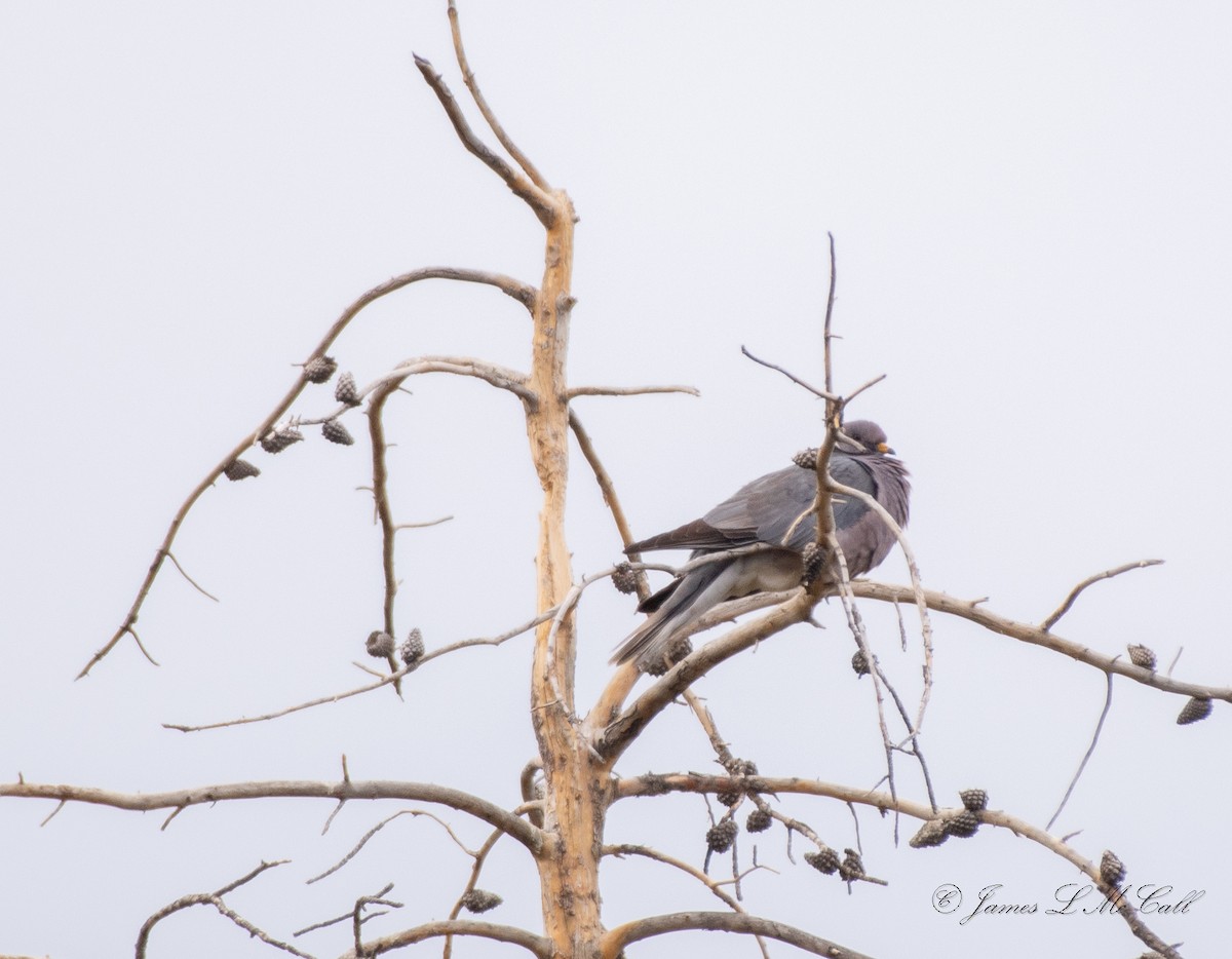 Band-tailed Pigeon - ML457524881