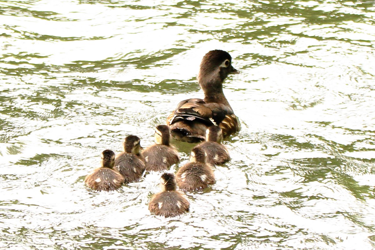 Wood Duck - ML457525401