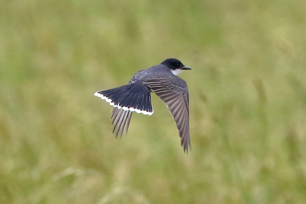 Eastern Kingbird - ML457525441