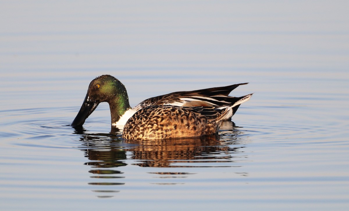 Northern Shoveler - ML457525751