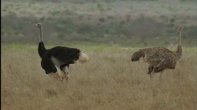 Somali Ostrich - ML457526