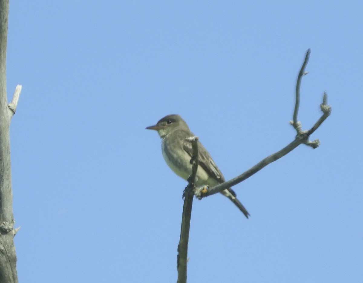 Eastern Wood-Pewee - Betsy Thorsteinson