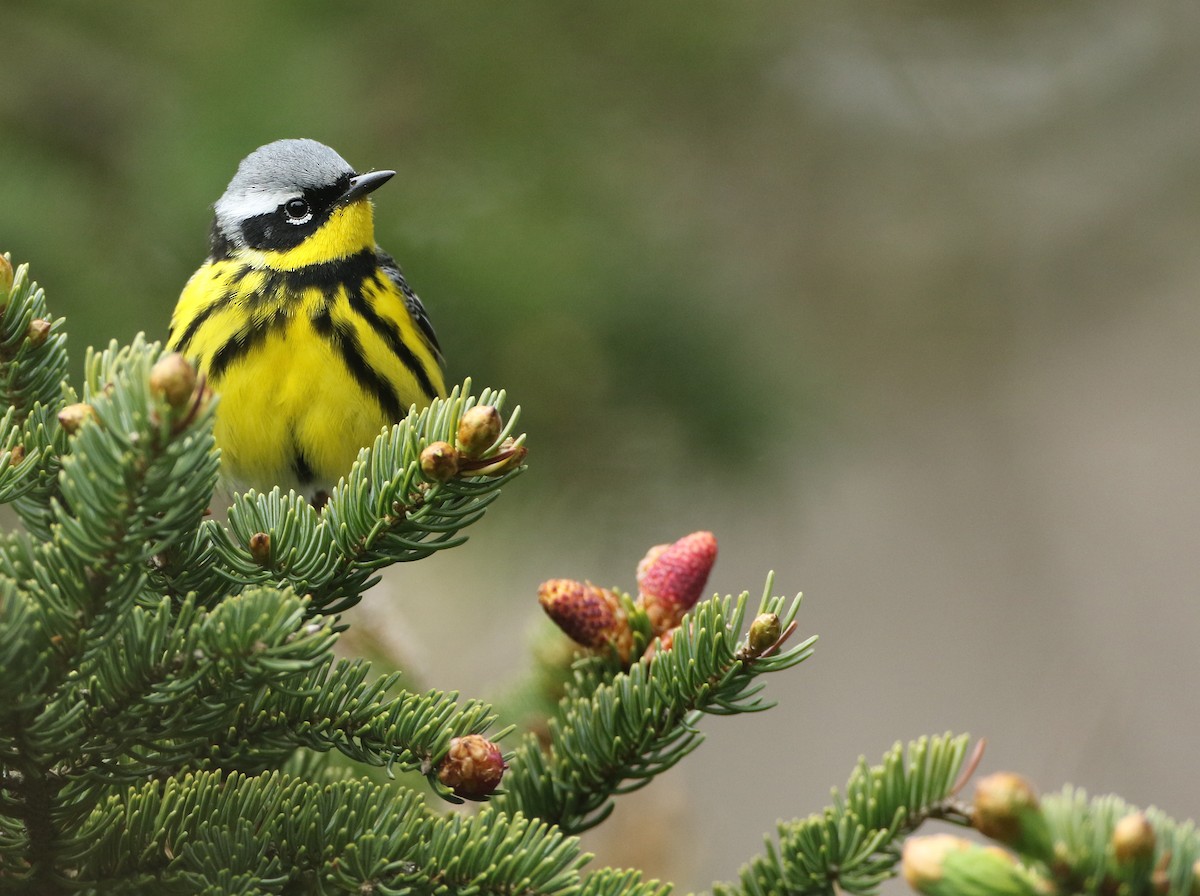 Magnolia Warbler - Luke Seitz