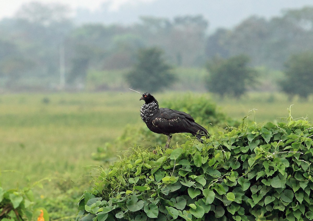 Horned Screamer - ML45752801