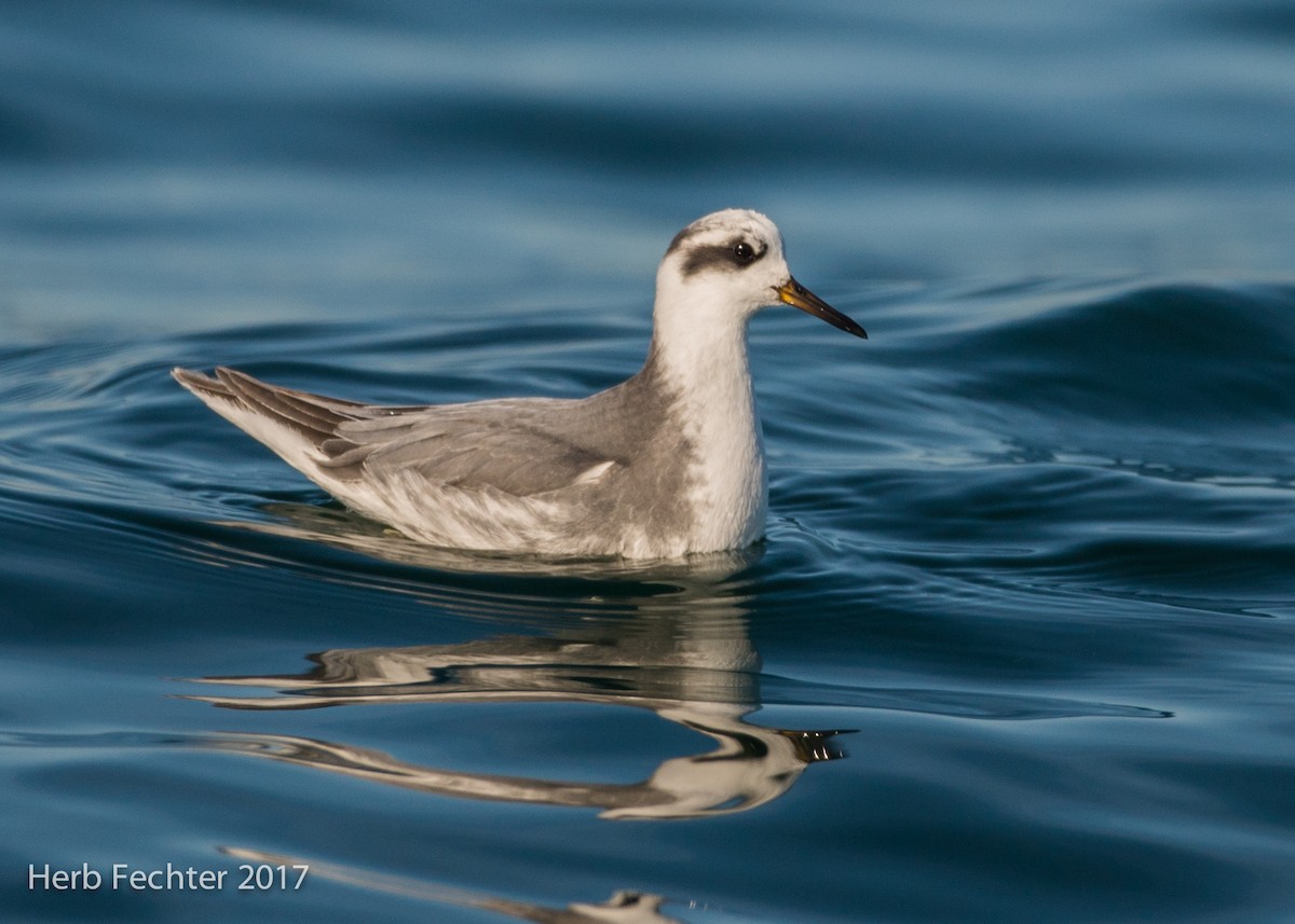 Red Phalarope - Herbert Fechter