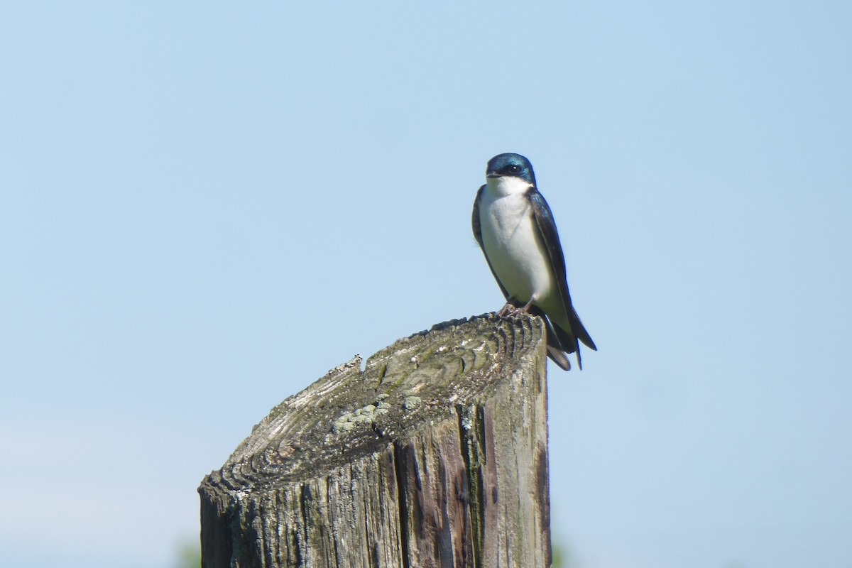 Tree Swallow - ML457530841