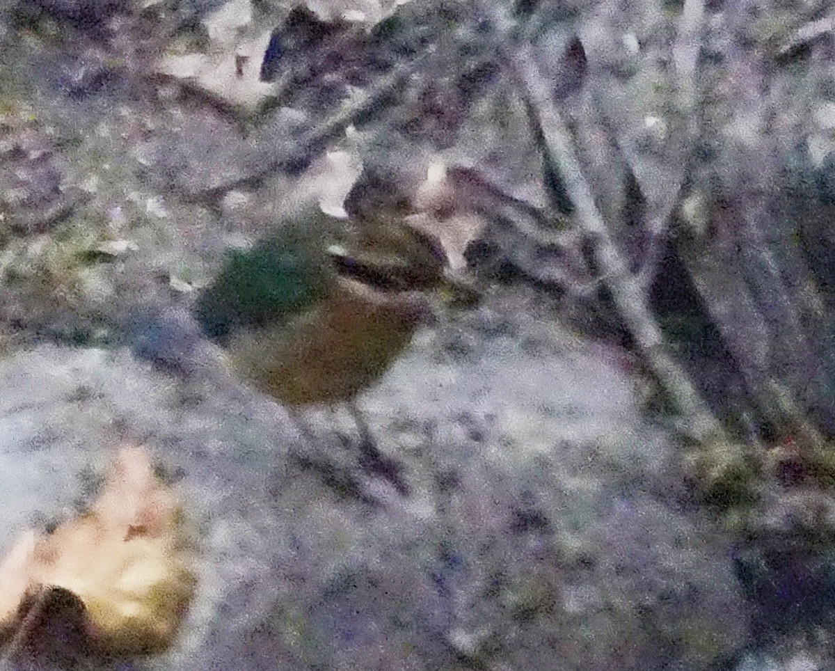 pita devítibarvá - ML45753131